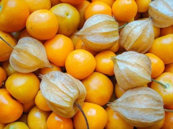 Physalis Schonbrunner gold