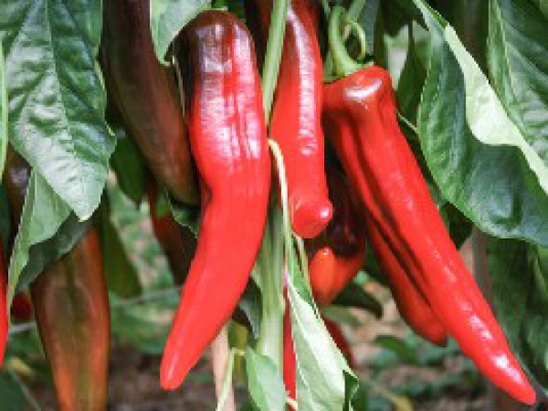 Poivron Cornue Rouge