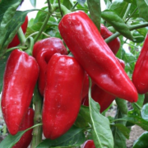 Poivron Doux d’Espagne