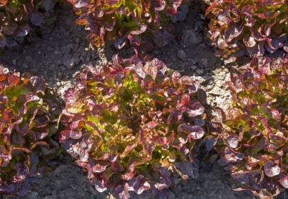 Salade Feuille de chêne rouge par 10