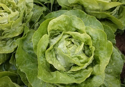 Salade Laitue verte par 10