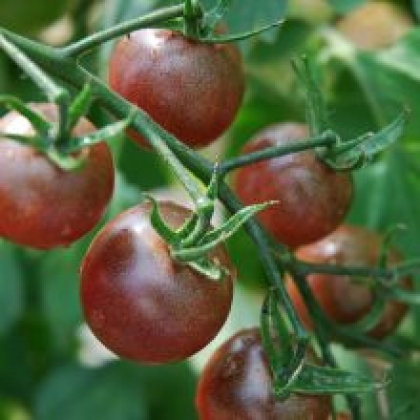 Tomate cerise Black Cherry