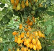 Tomate cerise Dattelwein – Poire Jaune