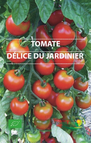 Tomate cerise Délice des jardiniers