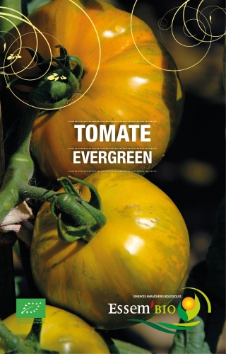 Tomate précoce Evergreen