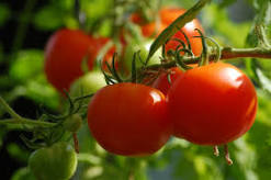 [T26] Tomate Pyros F1