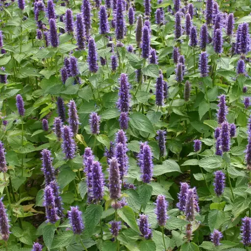 [AV1] Agastache anisée