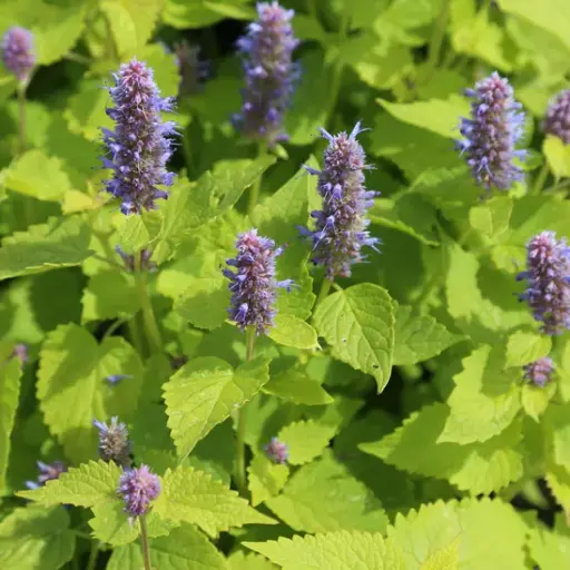 [AV2] Agastache rugosa