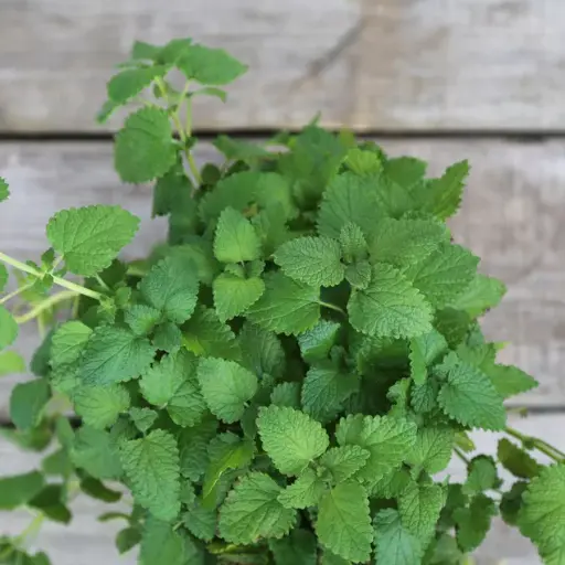 [AV16] Mélisse citronnelle