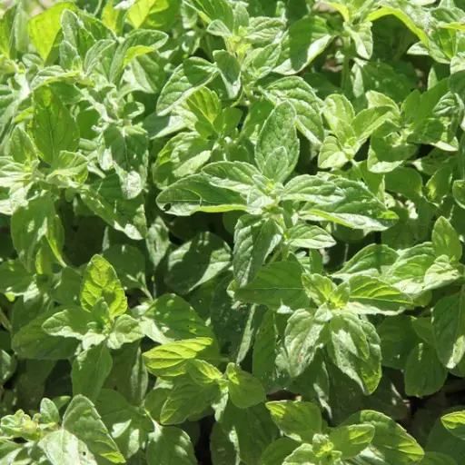 [AV19] Menthe glaciale