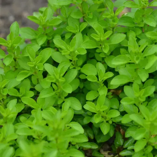 [AV22] Origan Grec