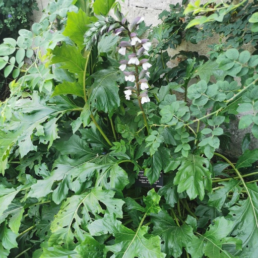[CS1] Acanthe à feuilles molles
