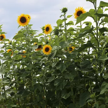 [FL12] Tournesol Géant