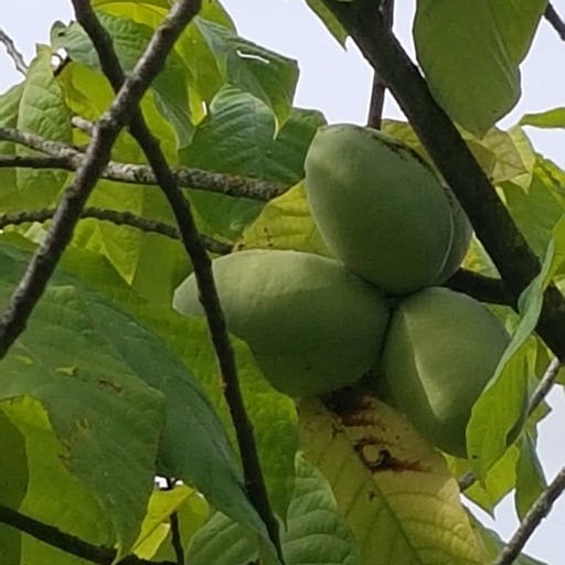 [FR1] Asiminier ou Paw Paw