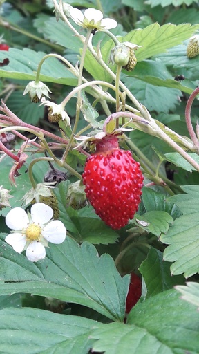 [FR3] Fraise des Bois d’Alexandrie par 5