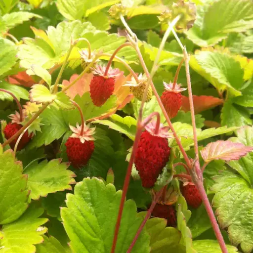 [FR4] Fraise des bois Reine des Vallées par 5
