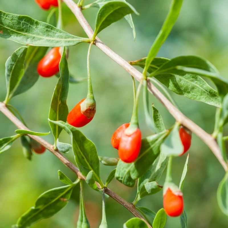 [FR10] Goji rouge