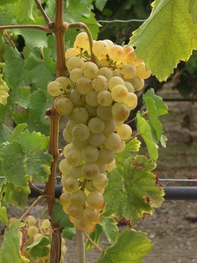 [FR11] Vigne Chasselas Doré