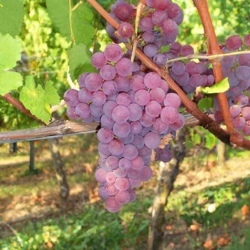 [FR12] Vigne Chasselas Rosé