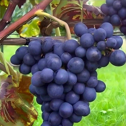 [FR14] Vigne résistante ‘Rouge’ Esther
