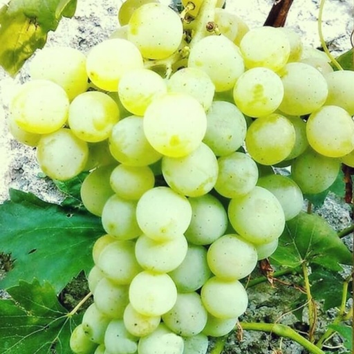 [FR15] Vigne résistante Adina