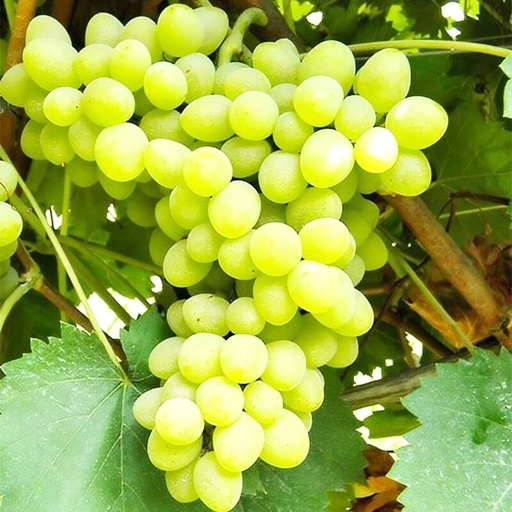 [FR16] Vigne résistante Angela