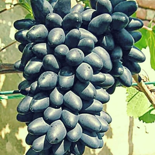 [FR17] Vigne résistante Damaris