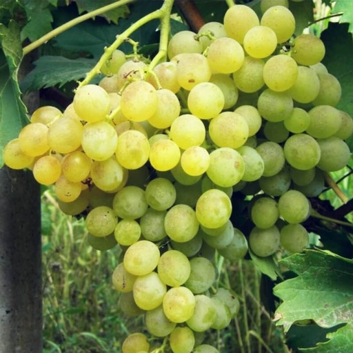 [FR18] Vigne résistante Fanny