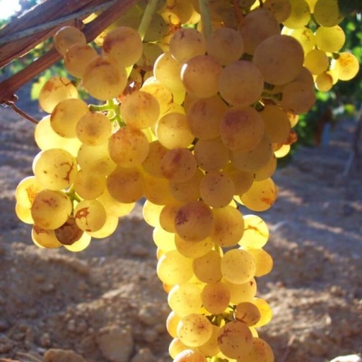 [FR20] Vigne résistante Golderry