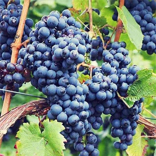 [FR22] Vigne résistante Isabelle