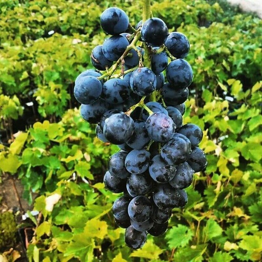[FR24] Vigne résistante Muscat Garnier