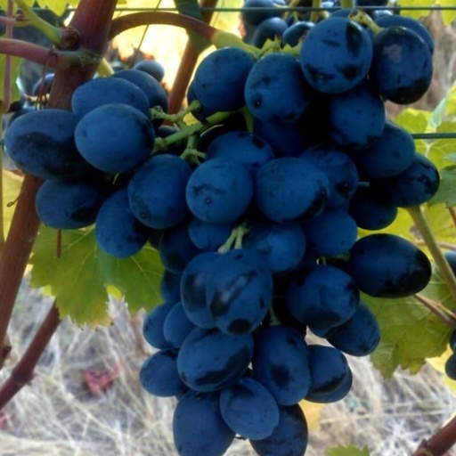 [FR25] Vigne résistante Néro