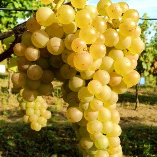 [FR26] Vigne résistante Noah