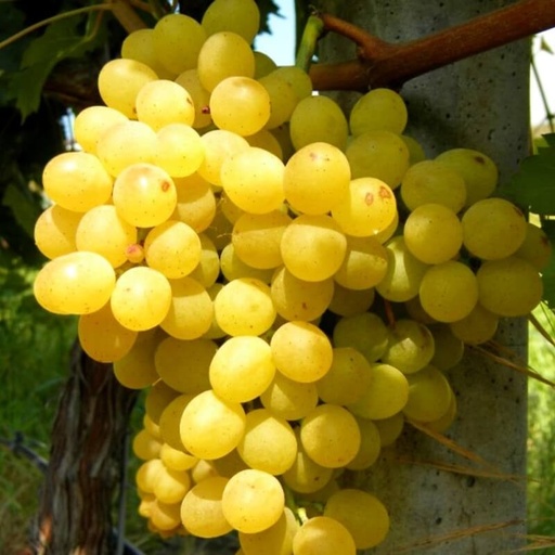 [FR27] Vigne résistante Palatina