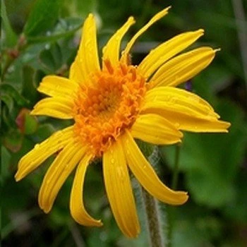 [MV2] Arnica des montagnes