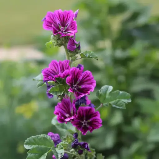 [FV21] Mauve de Maurétanie