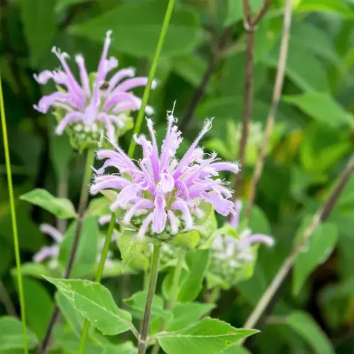 [MV11] Monarde bergamote