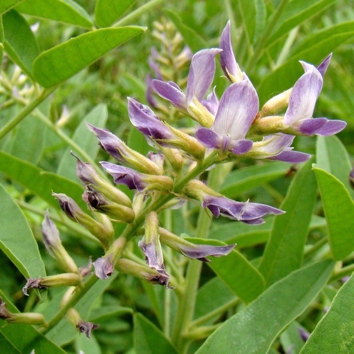 [MV12] Réglisse officinale