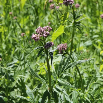 [MV16] Valériane officinale