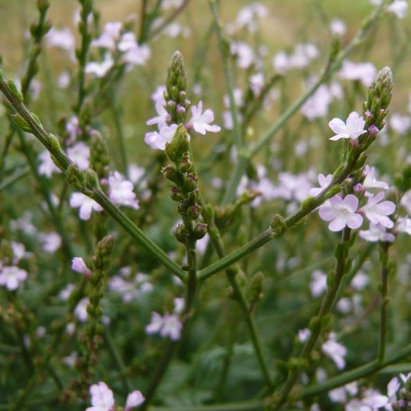 [MV17] Verveine officinale