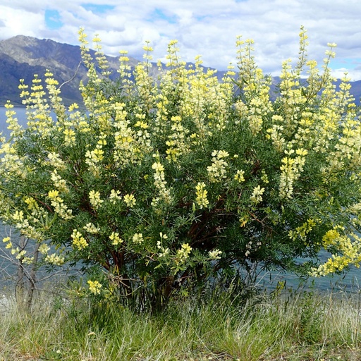 [PA7] Lupin arbustif