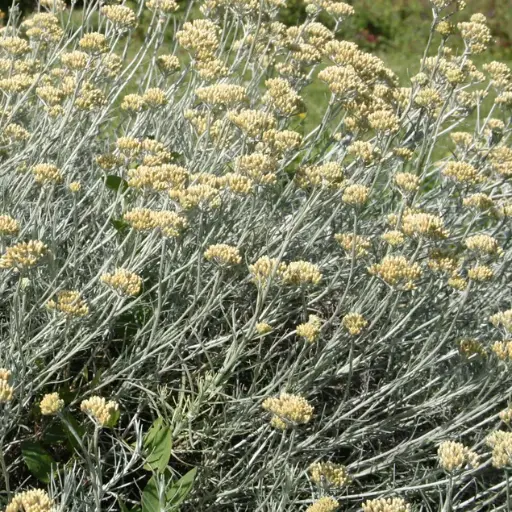 [FV15] Helichryse – Plante à curry