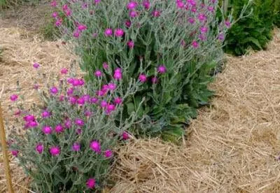 [FV17] Coquelourde pourpre