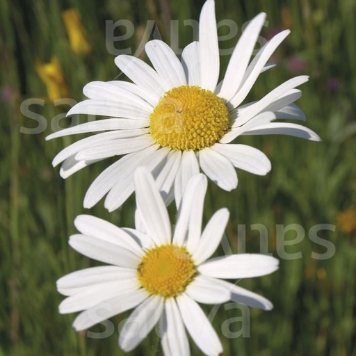 [FV23] Marguerite des prés