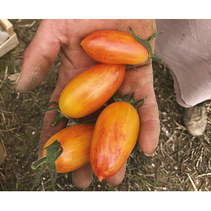 [T31] Tomate cocktail Blush