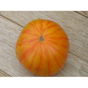 [T32] Tomate Copia