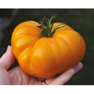 [T33] Tomate Summer Cider