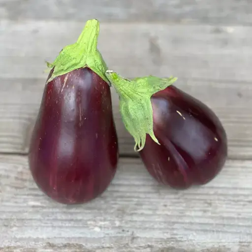 [A1] Aubergine Black Beauty