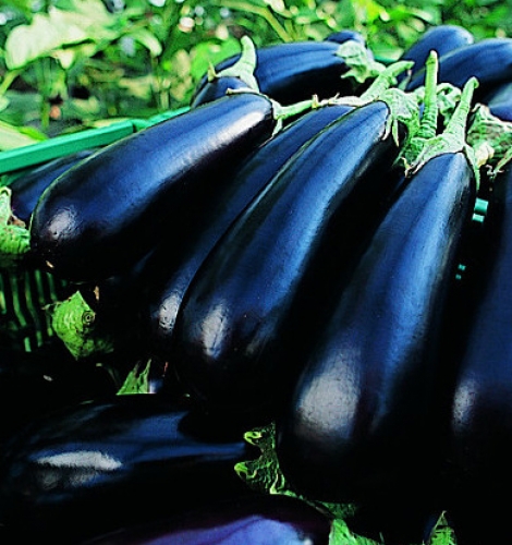 [A3] Aubergine Flavine F1