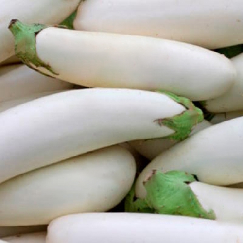 [A4] Aubergine Longue blanche